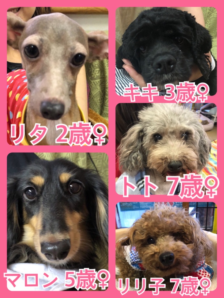 【今日は１１日わんわんの日🐶里親様募集中ワンコ🐶メンバー🐾】2018,7,11